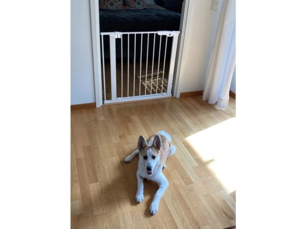 28477-3_20114-5490-dogspace-lassie-tlakova-branka-pro-pejsky--73-80-cm-bila